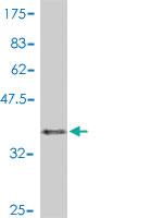 Anti-BCCIP Mouse Polyclonal Antibody