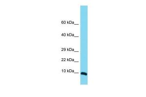 Anti-MRPS36 Rabbit Polyclonal Antibody