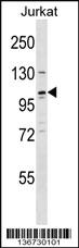 Anti-REST Rabbit Polyclonal Antibody