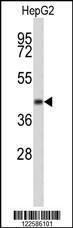 Anti-ERGIC3 Rabbit Polyclonal Antibody (AP (Alkaline Phosphatase))