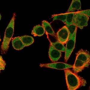 Immunofluorescent analysis of PFA fixed HeLa cells stained with Anti-SPI-C Antibody [PCRP-SPIC-2C5] followed by Goat Anti-Mouse IgG (CFand#174; 488) (Green). Counterstain is Phalloidin