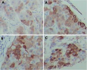 Anti-PEG10 Mouse Monoclonal Antibody [clone: 4C10A7]