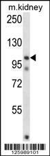 Anti-FSTL5 Rabbit Polyclonal Antibody (FITC (Fluorescein Isothiocyanate))