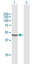 Anti-MRPS9 Mouse Polyclonal Antibody