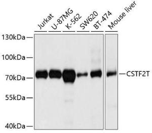 Western blot analysis of extracts of various cell lines, using Anti-CSTF2T Antibody (A11764) at 1:1000 dilution. The secondary Antibody was Goat Anti-Rabbit IgG H&L Antibody (HRP) at 1:10000 dilution. Lysates/proteins were present at 25 µg per lane