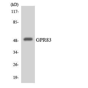 Anti-GPR83 antibody