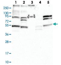 Anti-STAMBPL1 Rabbit Polyclonal Antibody