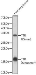 Antibody A306491-100 100 µl