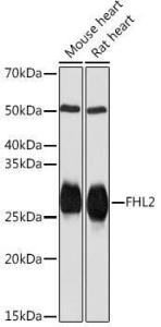 Anti-FHL2 Rabbit Monoclonal Antibody [clone: ARC2068]