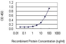 Anti-SULF2 Mouse Monoclonal Antibody [clone: 2H5]