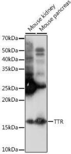 Antibody A306491-100 100 µl