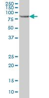 Anti-STAT5B Mouse Monoclonal Antibody [clone: 5D6]