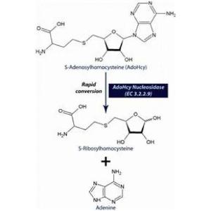 Adénosylhomocystéine nucléosidase