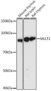 Anti-ENL Rabbit Polyclonal Antibody