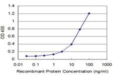 Anti-PCNA Mouse Monoclonal Antibody [clone: 3G8]