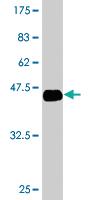 Anti-APOA5 Mouse Monoclonal Antibody (Flag) [clone: 2B9]