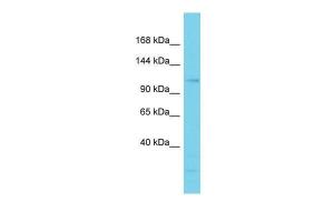 Anti-ATP1A1 Rabbit Polyclonal Antibody