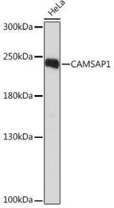 Western blot analysis of extracts of HeLa cells, using Anti-CAMSAP1 Antibody (A306493) at 1:1,000 dilution The secondary antibody was Goat Anti-Rabbit IgG H&L Antibody (HRP) at 1:10,000 dilution Lysates/proteins were present at 25 µg per lane