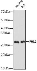 Anti-FHL2 Rabbit Monoclonal Antibody [clone: ARC2068]