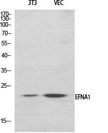 Western blot analysis of various cells using Anti-EFNA1 Antibody