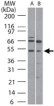 Anti-RUNX1 Rabbit Polyclonal Antibody