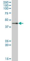 Anti-MRPS9 Mouse Polyclonal Antibody