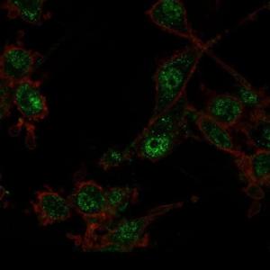 Immunofluorescent analysis of PFA fixed U87 cells stained with Anti-TRIM27 Antibody [PCRP-TRIM27-1B3] followed by Goat Anti-Mouse IgG (CF&#174; 488) (Green). Counterstain is Phalloidin-CF&#174; 640A (Red).