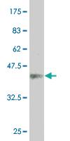 Anti-His tag Monoclonal Antibody