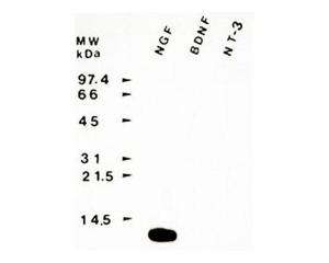 Nerve growth factor (NGF) immunoreactivity using sheep polyclonal to native mouse NGF, catalogue number BSENS-051-50.