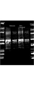 Anti-Protein A Goat Polyclonal Antibody (Peroxidase)