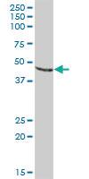 Anti-PDIA6 Mouse Polyclonal Antibody