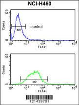 Anti-MAG Rabbit Polyclonal Antibody (APC (Allophycocyanin))