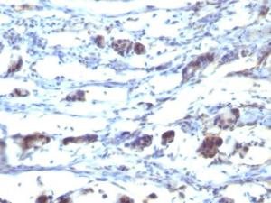 Immunohistochemical analysis of formalin-fixed, paraffin-embedded human stomach tissue using Anti-CD195 Antibody [12D1]