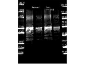 Anti-Protein A Goat Polyclonal Antibody (Peroxidase)