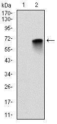 Anti-MBP Mouse Monoclonal Antibody [clone: 2H9]