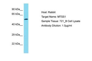 Anti-MTSS1 Rabbit Polyclonal Antibody