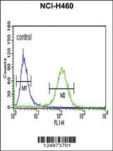 Anti-RAB27B Rabbit Polyclonal Antibody