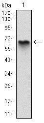 Anti-MBP Mouse Monoclonal Antibody [clone: 2H9]