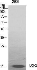 Western blot analysis of various cells using Anti-BCL-2 Antibody