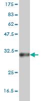 Anti-SOX21 Mouse Monoclonal Antibody [clone: 2G10]