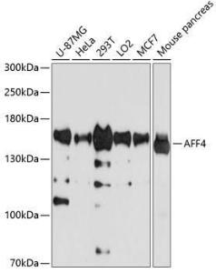 Western blot analysis of extracts of various cell lines, using Anti-AFF4 Antibody (A11775) at 1:1,000 dilution The secondary antibody was Goat Anti-Rabbit IgG H&L Antibody (HRP) at 1:10,000 dilution Lysates/proteins were present at 25 µg per lane