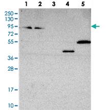 Anti-ZNF235 Rabbit Polyclonal Antibody