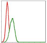 Anti-MBP Mouse Monoclonal Antibody [clone: 2H9]