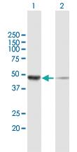 Anti-NSFL1C Mouse Polyclonal Antibody