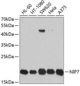 Western blot analysis of extracts of various cell lines, using Anti-NIP7 Antibody (A11781) at 1:1000 dilution