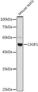 Anti-Caspase-1 antibody