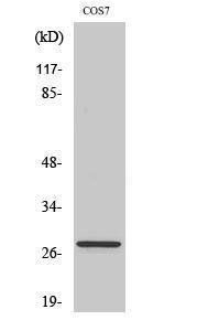 Western blot analysis of COS7 cells using Anti-BCL-2 Antibody