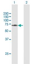 Anti-TRAP1 Mouse Polyclonal Antibody