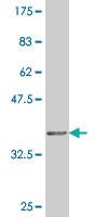 Anti-SOX21 Mouse Monoclonal Antibody [clone: 3H4]