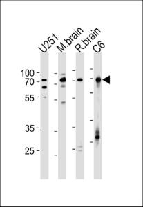 Anti-FUBP1 Rabbit Polyclonal Antibody (FITC (Fluorescein Isothiocyanate))